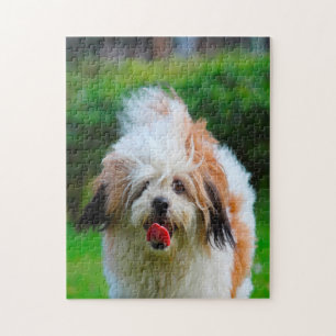 Puzzle Race de chien Lhasa Apso.