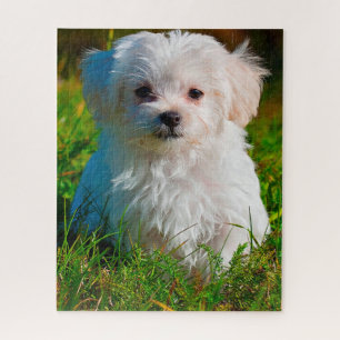 Puzzle Race de chien maltais.