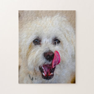 Puzzle Race de chien maltais.