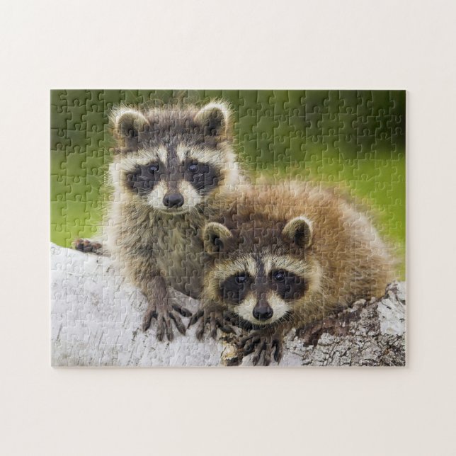 Puzzle Racoons (Horizontal)