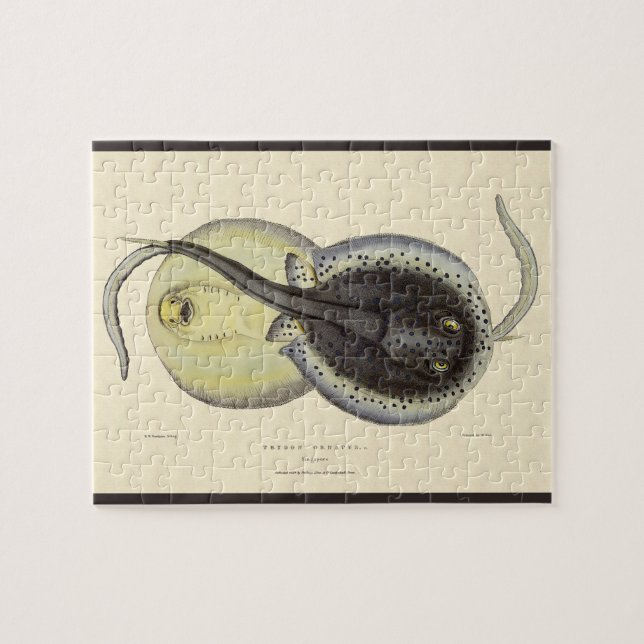 Puzzle Raies marmorées, Animaux Marins Océaniques Vintage (Horizontal)