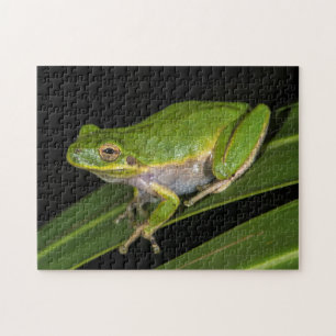 Puzzle Rainette verte (Hyla cinerea) 2