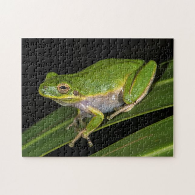 Puzzle Rainette verte (Hyla cinerea) 2 (Horizontal)