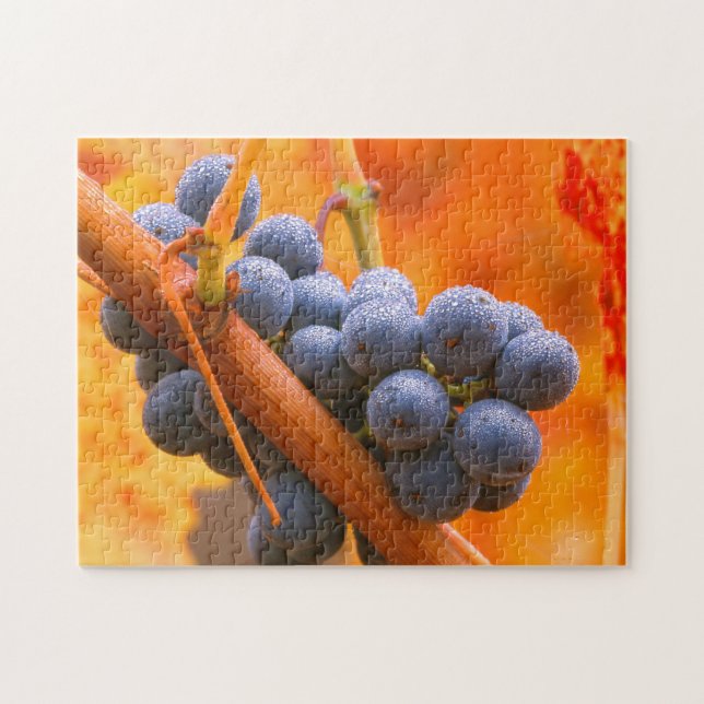Puzzle Raisin de vigne dans le vignoble (Horizontal)