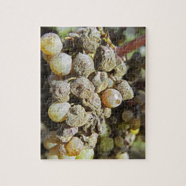 Puzzle Raisins de Sémillon avec pourriture noble. au mome (Vertical)