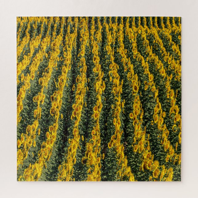 Puzzle Rangées de tournesol (Vertical)