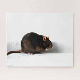 Puzzle Rat 16x20 jpcn 520 pc