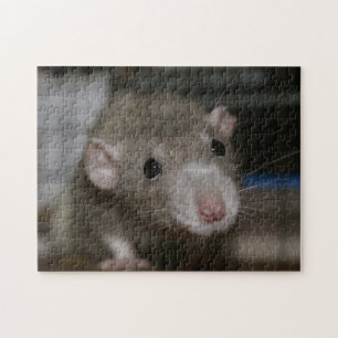 Puzzle Rat curieux