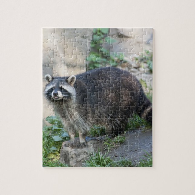 Puzzle Raton laveur (Vertical)