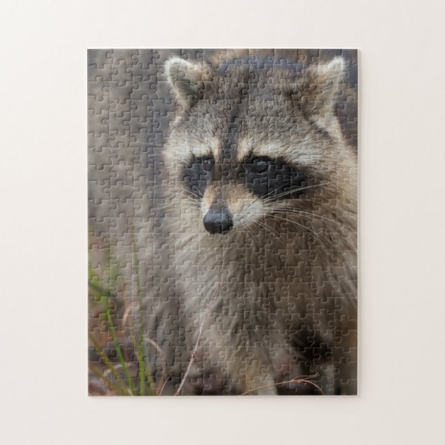 Puzzle Raton laveur, Procyon lotor, Floride (Vertical)