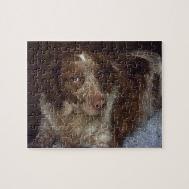 Puzzle Red Brittany Spaniel chien épagneul breton roux (Horizontal)