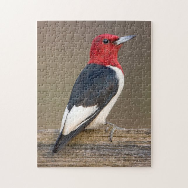 Puzzle Red-headed Woodpecker on fence (Vertical)