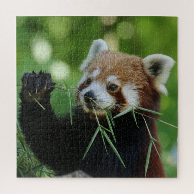 Puzzle RedPanda 2020-03-01 (Vertical)