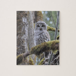 Puzzle Regardez fixement vers le bas avec le hibou