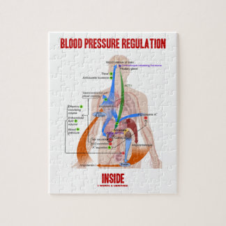 Puzzle Réglementation de la pression artérielle en physio
