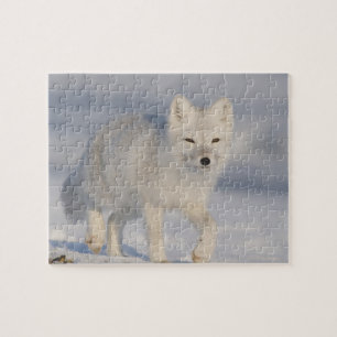 Puzzle Renard Arctique, Alaska