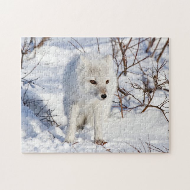 Puzzle Renard Arctique , Zone de gestion de la faune de C (Horizontal)
