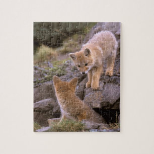 Puzzle Renard gris d'Amérique du Sud (Lycalopex griseus)