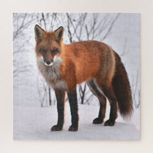 Puzzle Renard rouge en hiver
