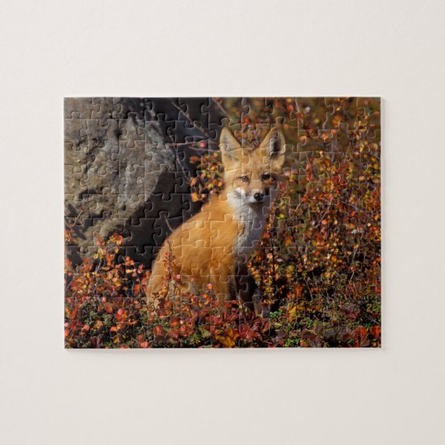 Puzzle renard rouge, Vulpes vulpes, en couleurs automnale (Horizontal)