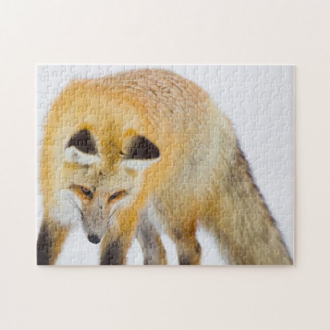 Puzzle Renard Rouge Wyoming. (Horizontal)