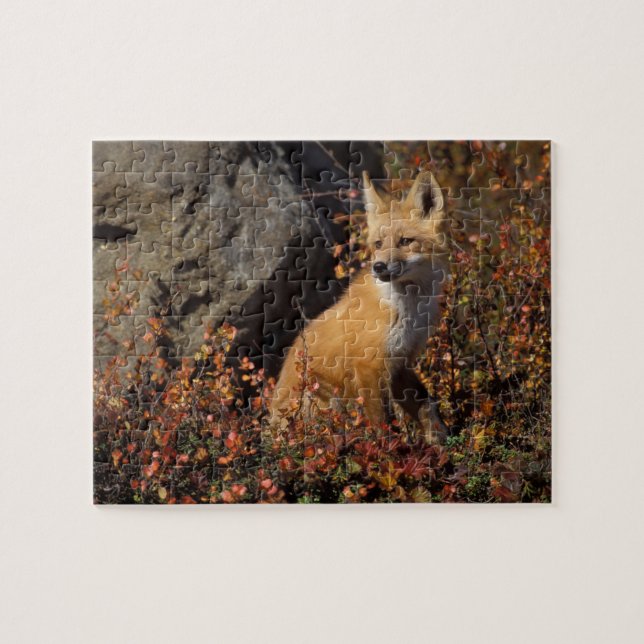 Puzzle renard roux, Vulpes vulpes (Horizontal)