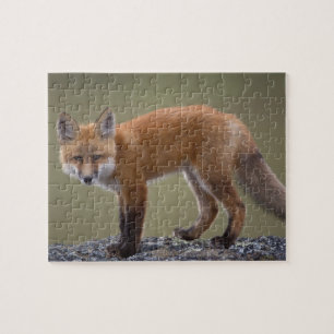 Puzzle renard roux, Vulpes vulpes, le long de la partie c