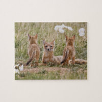 Renard swift (Vulpes velox) femelle avec des jeune