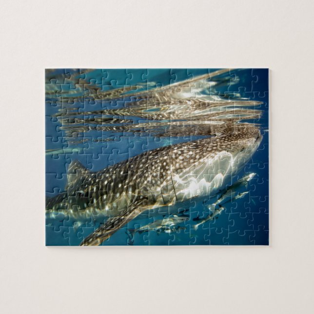 Puzzle Requin baleine et rémora (Horizontal)