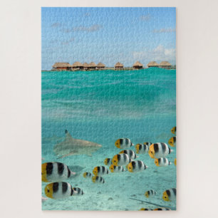 Puzzle Requin chassant des poissons dans la lagune