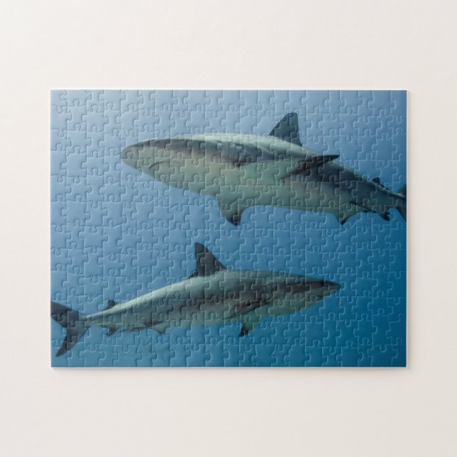 Puzzle Requin des récifs des Caraïbes (Horizontal)