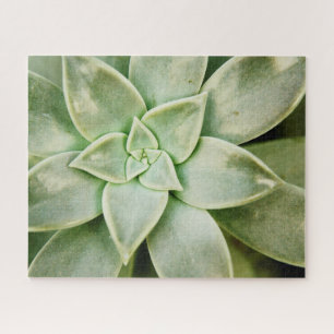 Puzzle Ressort Succulent