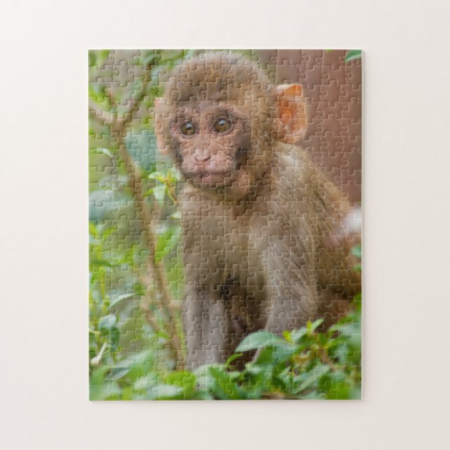 Puzzle Rhesus Monkey Baby, Monkey Temple, Jaipur (Vertical)