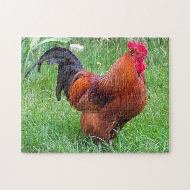 Puzzle Rhode Island Rooster. (Horizontal)