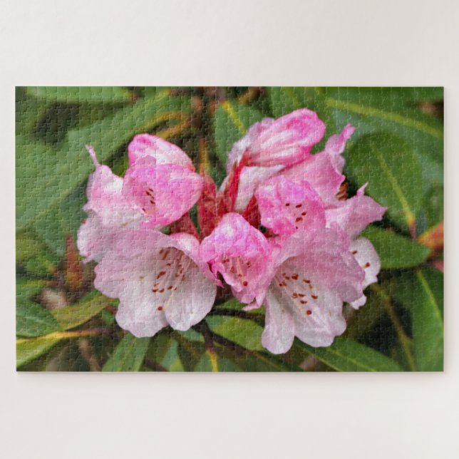 Puzzle Rhododendron rose, Dandenong Ranges, Australie (Horizontal)