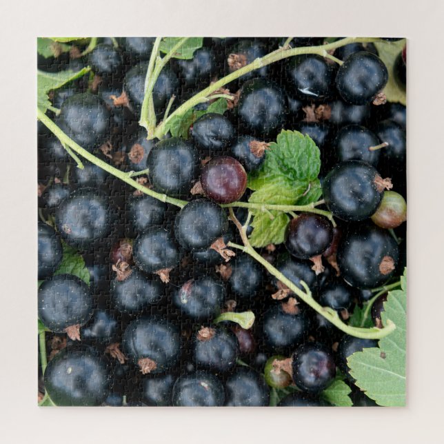 Puzzle Ribes nigrum cassis récolte (Vertical)