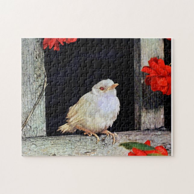 Puzzle Robin albinos rare (Horizontal)