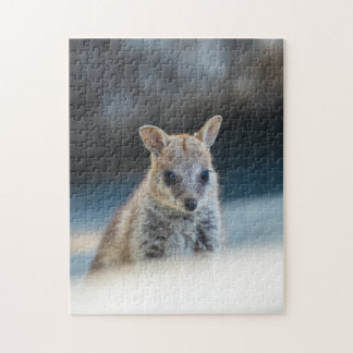Puzzle Rock Wallaby Joey Portrait – Australian Wildlife 