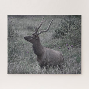 Puzzle Rocky Mountain Elk - RMNP - 16x20 - 520 pcs
