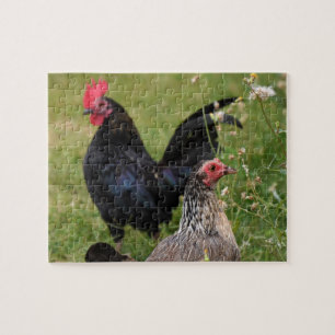 Puzzle Rooster and Hen