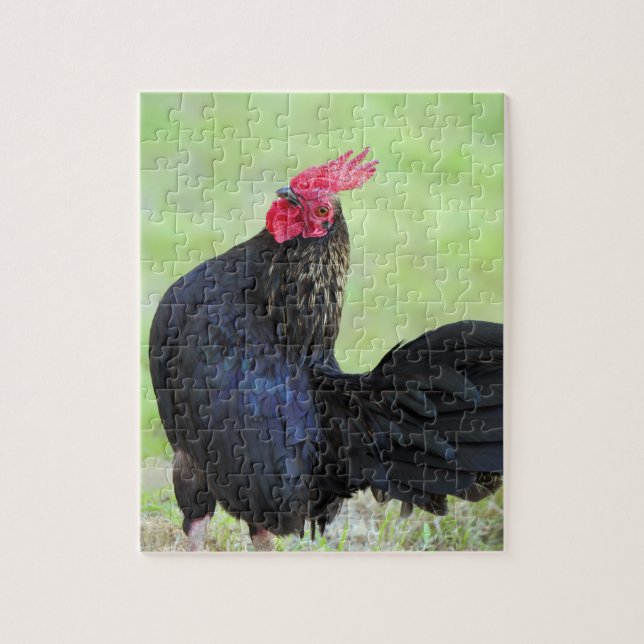 Puzzle Rooster noir (Vertical)
