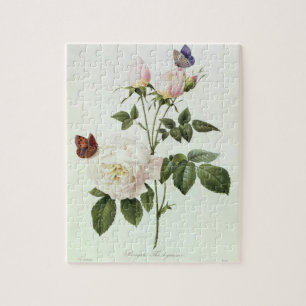 Puzzle Rosa : Bengale le Hymenes, des 'roses de Les