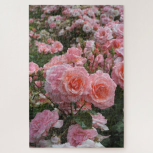 Puzzle Rosa ‘Kate Sheppard’ rosier