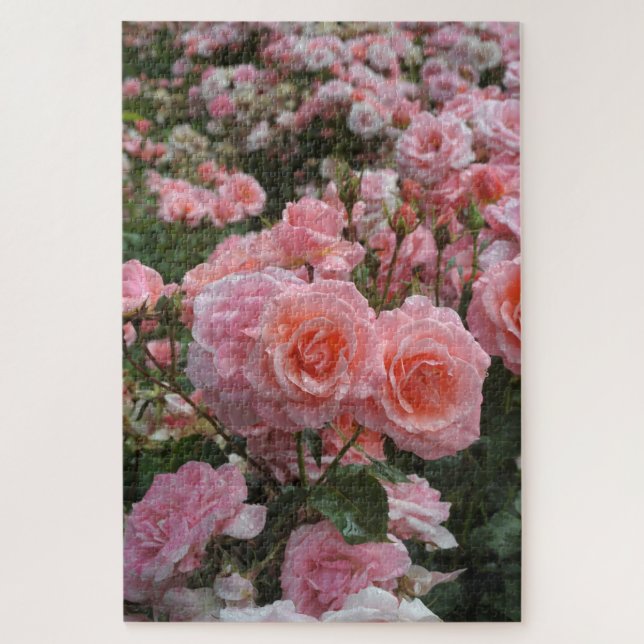 Puzzle Rosa ‘Kate Sheppard’ rosier (Vertical)