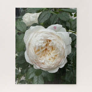 Puzzle Rose anglaise crème, San Francisco