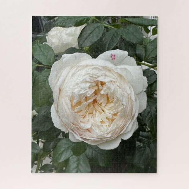 Puzzle Rose anglaise crème, San Francisco (Vertical)