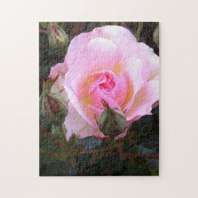Puzzle Rose anglaise parfaite (Vertical)