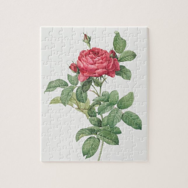Puzzle Rose Blooming Flower Vintage Old Illustration (Vertical)