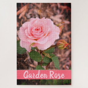 Puzzle Rose de jardin rose