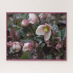 Puzzle Rose de Lenten